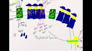 Light reactions of photosynthesis