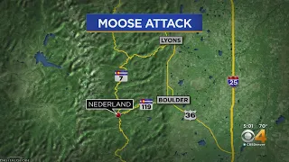 Man Recovering After Moose Attack