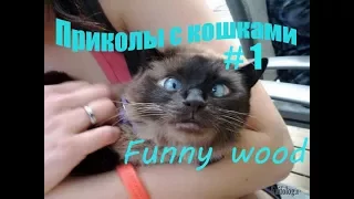 Приколы с котами и кошками 2017 | Смешные коты и кошки 2017 | Попробуй не засмеяться 2017