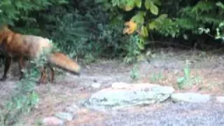 Mr. Fox comes to dinner