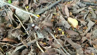 Huge Australian Spider!