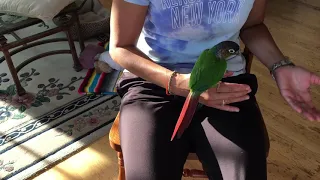 How to clip a bird’s wings!