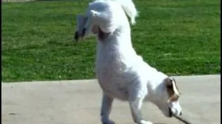 World's Smartest Dog Jesse performs Amazing Dog Tricks "Walking Hand Stand Dog"