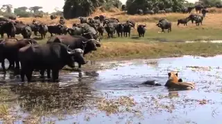 Okavango Swamp Cats