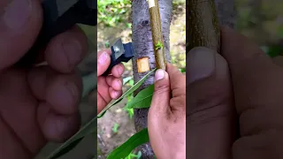 Branch grafting technique- Good tools and machinery make work easy