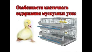 Особенности клеточного содержания мускусных уток