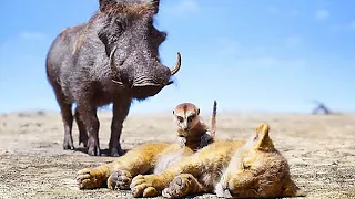 The Lion King - Timon And Pumbaa Saves Simba Hindi Dubbed Scene