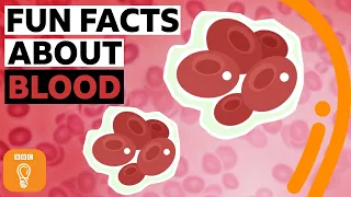 The curious world of blood | BBC Ideas