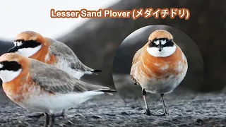 2024 04 19 Lesser Sand Plover - Morning chores