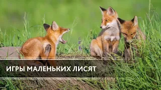 The Games of small Foxes