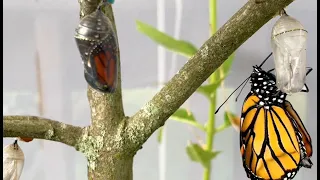 Monarch Butterfly Emerging Time -Lapse Compilation