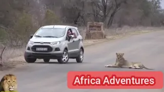 Largest Lion Pride Even Blocking Road In Krueger Park