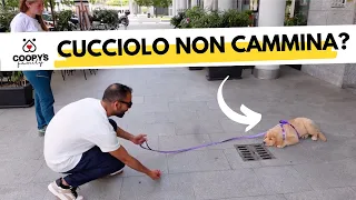 La prima passeggiata del cucciolo. Cosa fare se non cammina? Tutorial con @bymyside_dog