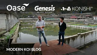 Modern Koi Blog #5672 - Live aus Japan: Ein erneuter Rundgang durch Glashaus C