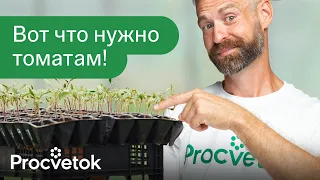 ВСЕГО ДВЕ ГРАНУЛЫ ДЛЯ МОЩНЫХ КОРНЕЙ ТОМАТОВ! Пикировка и первая важная подкормка томатов