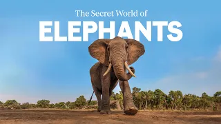 Six Things You Didn't Know About Elephants