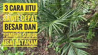 Cara ini bikin sawit jadi capat besar dan tambuh subur usai tanam