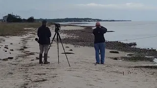 Red knots Cooks Beach on Delaware in Cape May