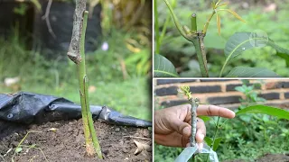 [No Click Bait] Real 7 Grafting MANGO TREE, it's not as hard as you think