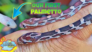 My Snake Collection 2023. Our First Palmetto cornsnake hatched out.