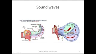 Anatomy of the ear  6  inner ear with arterial and nerve supply