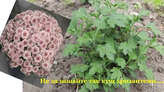 Не залишайте хризантеми кущиком!!! Що робити,щоб отримати розкішну хризантеми мультифлора.