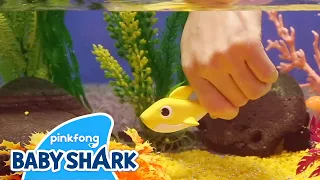 Clay Baby Shark | Play with Baby Shark | Clay DIY | Clay Animation | Baby Shark Official