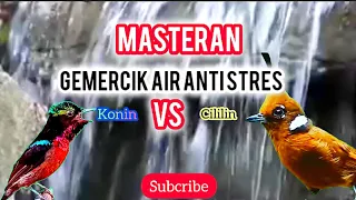 masteran konin vs cililin terapi gemercik air anti stres 2 Mei 2024 @rayadhanyavideo