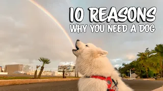 10 Reasons why you need a dog