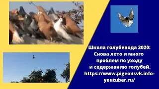 Школа голубевода 2020 №9:Снова лето и много проблем по уходу и содержанию голубей.