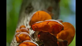 Wood Ear  A Healthy Medicinal Mushroom