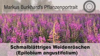 Epilobium angustifolium, Weidenröschen, essbare Wildkräuter,  Heilkraft und Bienen- und Hummelwunder