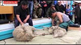 X  выставка племенных овец и коз