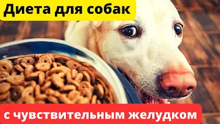 🐕📝🐾 Как кормить собаку с чувствительным желудком?