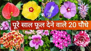 पुरे साल ढेर सारे फूलों के लिए लगाए ये 20 पर्मानेंट पौधे || Permanent flowering plants name & Price🌹