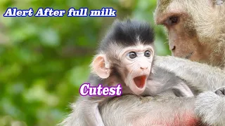 Age 14days old, Baby Lowa update face very cute | Gorgeous baby alert after get much milk in morning
