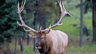 Largest Elk Bull Sheds His Antlers