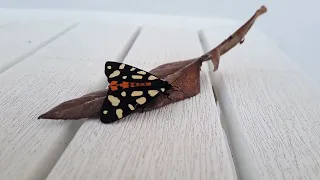 Спасение прелестной бабочки)