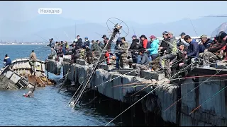 В Находку пришел минтай - рыбаки не отходят от воды
