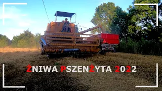 🔥ZETOR VS 15 TON🔥ŻNIWA PSZENŻYTA 2022🔥