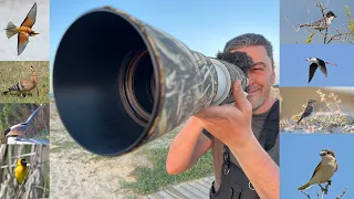 3 Days Bird watching in Faro Portugal, Canon r7, Canon 200-800mm, Ria Formosa, Olhão, April 2024.