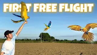 FIRST FREE FLIGHT MACAW BLUE AND GOLD | AUDI!