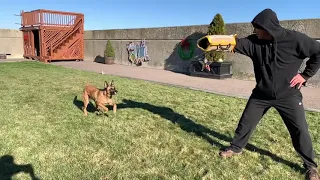 Belgian Malinois Gets a Bite Sleeve for Xmas