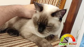 Cat's Reaction To Touching Him (Belly, Tail...) 😡 ANGRY Meter