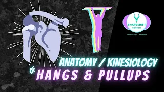 ANATOMY & KINESIOLOGY OF OVERHEAD MOVEMENT | Hangs & Pull-ups