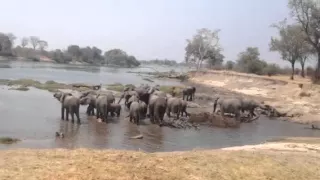 zambezi elephants