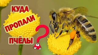 Куда Пропали Пчёлы? | Where have the bees gone?