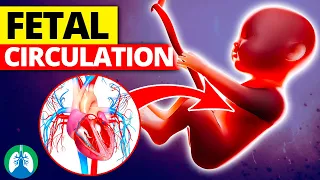 Fetal Circulation *Quick Explainer Video*