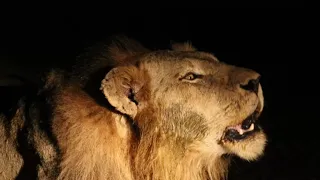 N'waswishaka male lion roar