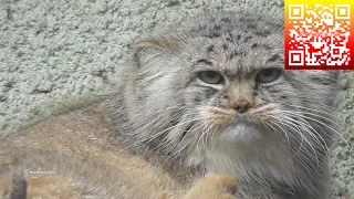 Pallas's Cat  - Manul